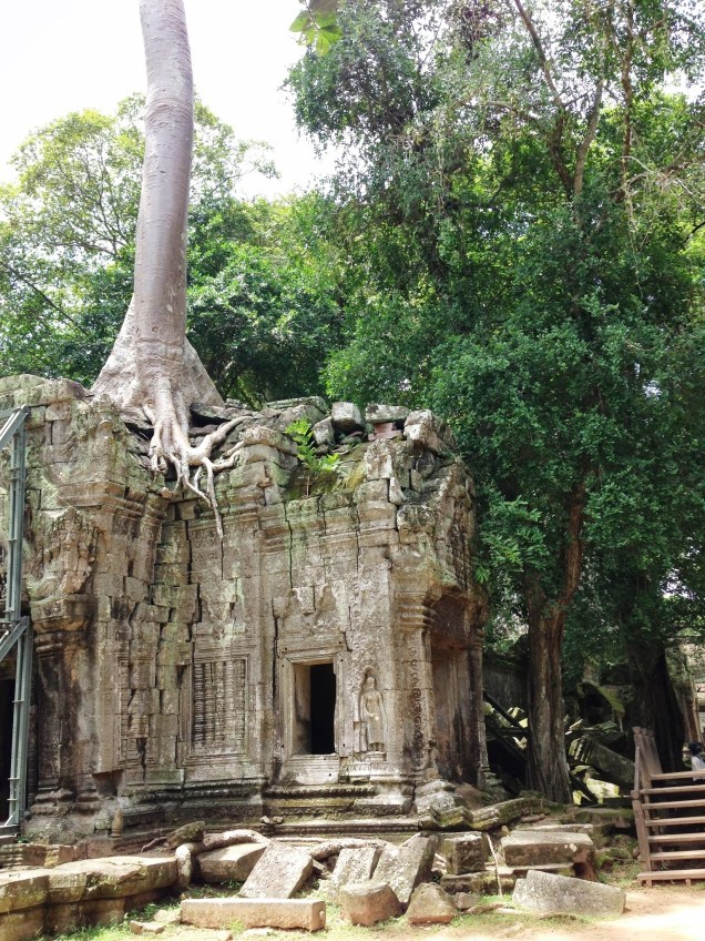 Trees growing out of buildings