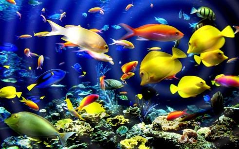 touch-colorful-exotic-fish-762885-1-s-307x512
